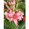 Lilia azjatycka Pink Pixie-Lilium asiatic