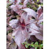 Krzewuszka cudowna Black Ruby-Weigela florida