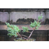 Jalowiec łuskowy Holger - Juniperus squamata 0004