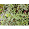 Wierzba Moorei-Salix x grahamii