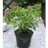 Dereń karłowy-Cornus pumila