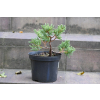Jalowiec łuskowy Holger - Juniperus squamata 0002
