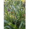 Miskant chiński-Miscanthus sinensis Giraffe