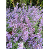 Kocimiętka Fassena Purrsian Blue - Nepeta faassenii