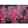 Trzmielina oskrzydlona Little Moses - Euonymus alatus