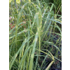 Miskant chiński-Miscanthus sinensis Giraffe