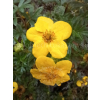 Pięciornik krzewiasty Goldfinger-Potentilla fruticosa