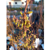 Forsycja pośrednia Spectabilis-Forsythia x intermedia
