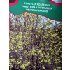 Forsycja pośrednia Beatrix Farrand-Forsythia x intermedia