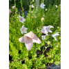 Platykodon różowy-Platycodon grandiflorus