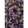 Rozchodnik ogrodowy Globe Pink - Sedum hybridum
