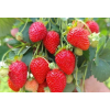 Truskawka Kaskada - Fragaria × ananassa