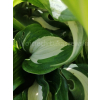 Funkia falista-Hosta
