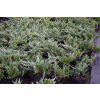 Jałowiec płożący Blue Chip - Juniperus horizontalis