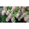 Oregano Kent Beauty - Origanum rotundifolium