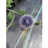 Przegorzan-Echinops ritro