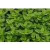 Mięta marokańska-Mentha spicata Moroccan