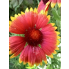 Gailardia niska-Gaillardia aristata