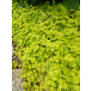 Tojeść rozesłana Goldilocks-Lysimachia nummularia