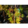 Klon ściętolistny - Acer truncatum