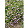 Bodziszek Karen Wouters - Geranium hybrida