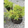 Jałowiec mieszańcowy Gold Star-Juniperus ×pfitzeriana Jałowiec mieszańcowy Gold Star-Juniperus ×pfitzeriana