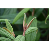 Kalina sztywnolistna - Viburnum rhythidophyllum