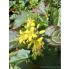 Zadrzewnia Troja Black-Diervilla rivularis