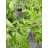 Śliwa tarnina-Prunus spinosa