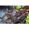 Pęcherznica kalinolistna Diabolo-Physocarpus opulifolius