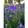 Platykodon niebieski-Platycodon grandiflorus