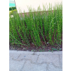 Skrzyp zimowy - Equisetum hyemale