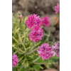 Zawciąg nadmorski Nifty Thrifty - Armeria maritima