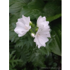 Ślaz piżmowy - Malva moschata