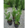Żywotnik zachodni Malonyana-Thuja occidentalis