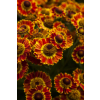 Dzielżan ogrodowy Mariachi Fuego - Helenium x hybridum