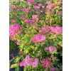 Tawuła japońska Neon Flash-Spiraea japonica