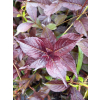 Krzewuszka cudowna Black Ruby-Weigela florida