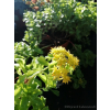 Rozchodnik kamczacki - Sedum kamtschaticum var. ellacombianum Rozchodnik kamczacki - Sedum kamtschaticum var. ellacombianum