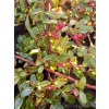 Irga Dammera Cardinal-Cotoneaster dammeri