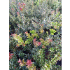 Ostrokrzew Red Beauty-Ilex