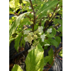 Hortensja bukietowa Summer Snow-Hydrangea paniculata
