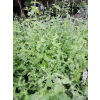 Mięta truskawkowa - Mentha species