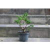 Jałowiec chiński Shimpaku - Juniperus chinensis 0085