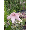 Platykodon różowy-Platycodon grandiflorus