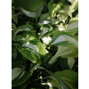 Funkia falista-Hosta