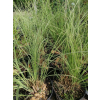 Przyostnia Lindheimera - Muhlenbergia Lindheimeri