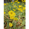 Rozchodnik ościsty-Sedum reflexum