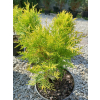 Żywotnik zachodni Golden Globe-Thuja occidentalis