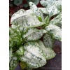 Miodunka-Pulmonaria Moonshine
